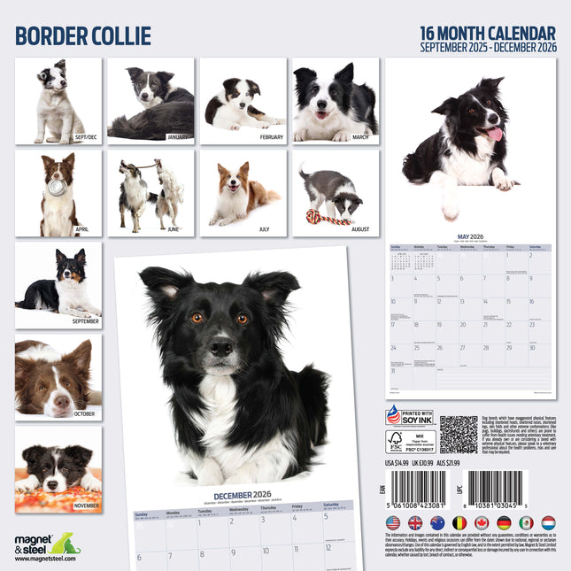 Magnet & Steel Border Collie Modern Kalender 2026