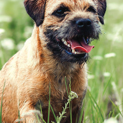 Magnet & Steel Border Terrier Kalender 2026 Slimline