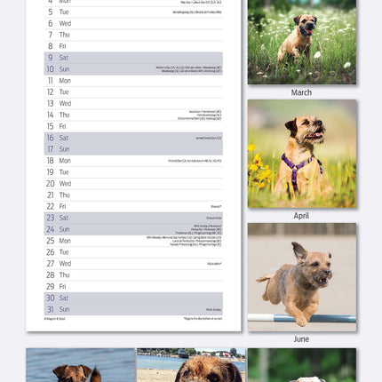 Magnet & Steel Border Terrier Kalender 2026 Slimline