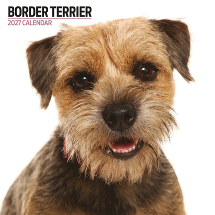 Magnet & Steel Border Terrier Modern Kalender 2027