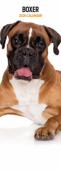 Magnet & Steel Boxer Kalender 2026 Slimline