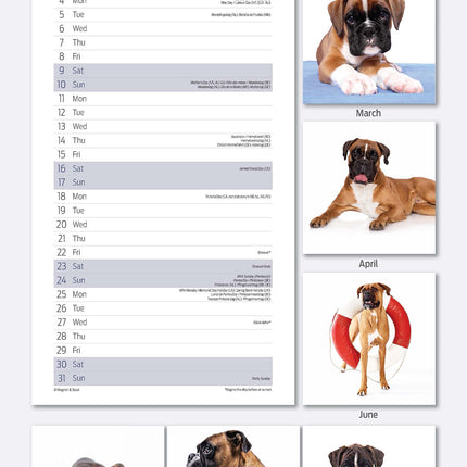Magnet & Steel Boxer Kalender 2026 Slimline
