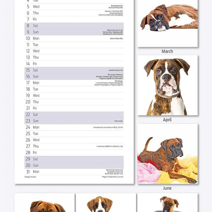 Magnet & Steel Boxer Kalender 2026 Slimline
