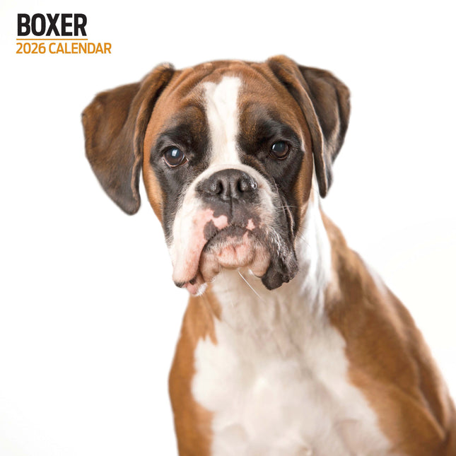 Magnet & Steel Boxer Modern Kalender 2026