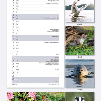 Magnet & Steel British Wildlife Kalender 2026 Slimline