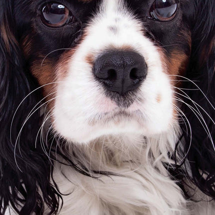 Magnet & Steel Cavalier King Charles Spaniel Kalender 2026 Slimline