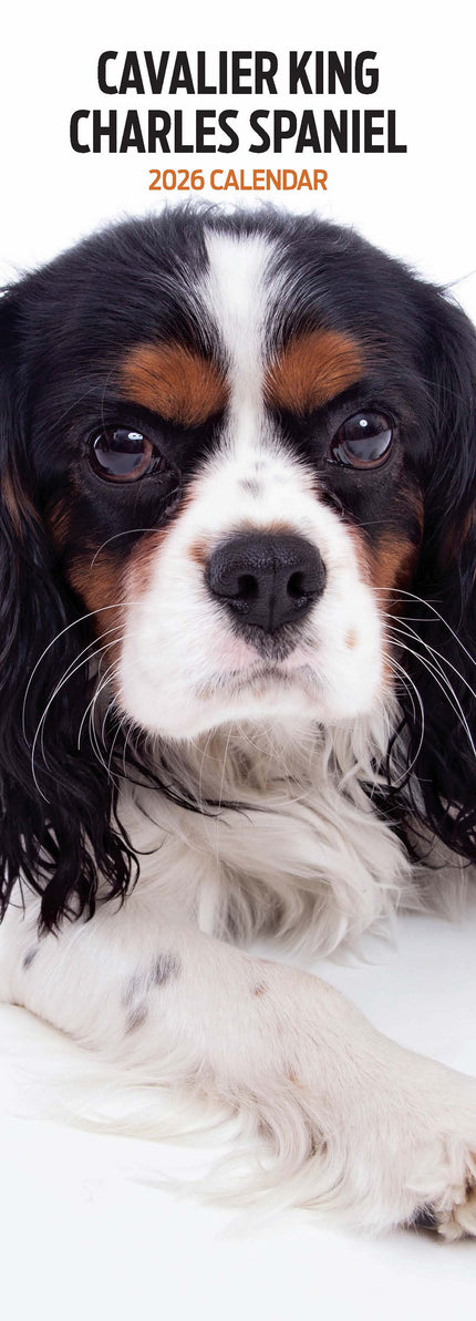 Magnet & Steel Cavalier King Charles Spaniel Kalender 2026 Slimline
