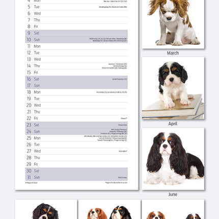 Magnet & Steel Cavalier King Charles Spaniel Kalender 2026 Slimline