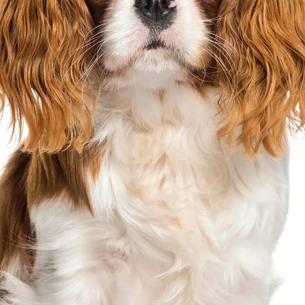 Magnet & Steel Cavalier King Charles Spaniel Kalender 2027 Slimline