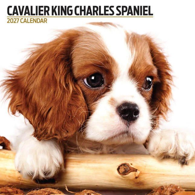 Magnet & Steel Cavalier King Charles Spaniel Modern Kalender 2027