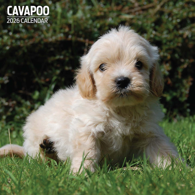Magnet & Steel Cavapoo Kalender 2026