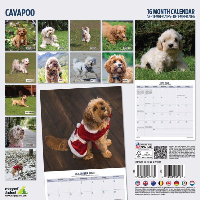 Magnet & Steel Cavapoo Kalender 2026