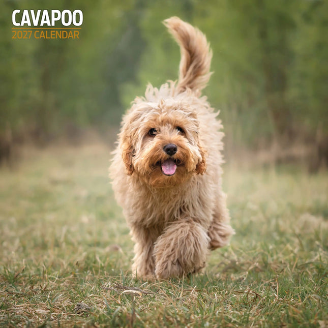 Magnet & Steel Cavapoo Kalender 2026