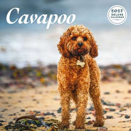 Magnet & Steel Cavapoo Kalender 2026 Deluxe