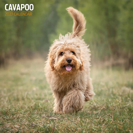 Magnet & Steel Cavapoo Kalender 2027