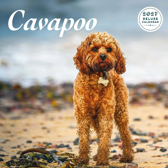 Magnet & Steel Cavapoo Kalender 2027 Deluxe