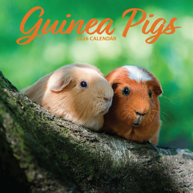 Magnet & Steel Cavia Kalender 2026