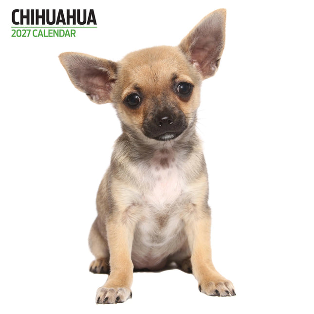 Magnet & Steel Chihuahua Modern Kalender 2027