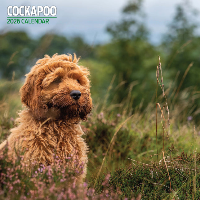 Magnet & Steel Cockapoo Kalender 2026
