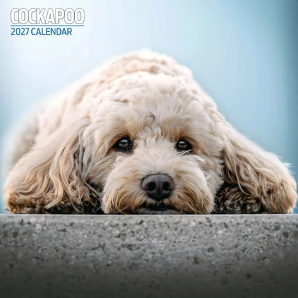 Magnet & Steel Cockapoo Kalender 2026