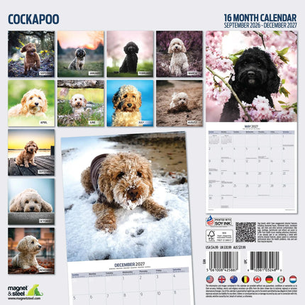 Magnet & Steel Cockapoo Kalender 2026