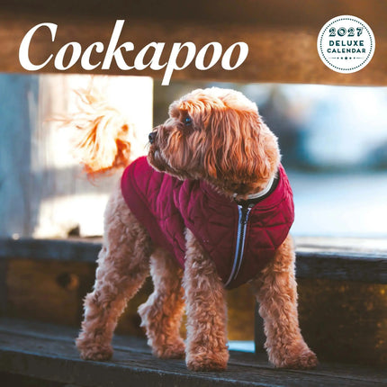 Magnet & Steel Cockapoo Kalender 2027 Deluxe