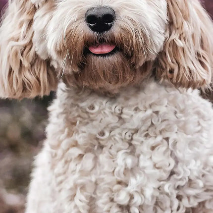 Magnet & Steel Cockapoo Kalender 2027 Slimline
