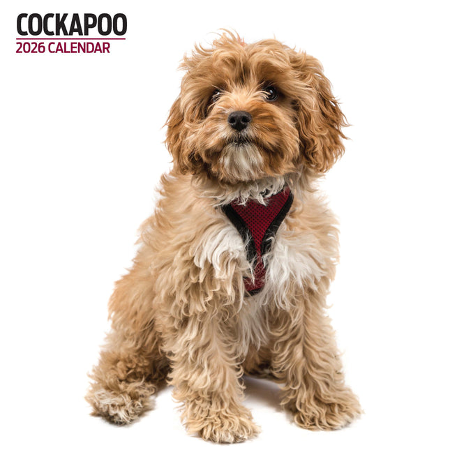 Magnet & Steel Cockapoo Modern Kalender 2026
