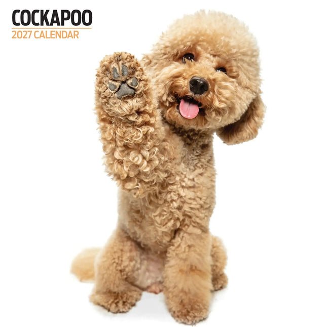 Magnet & Steel Cockapoo Modern Kalender 2027