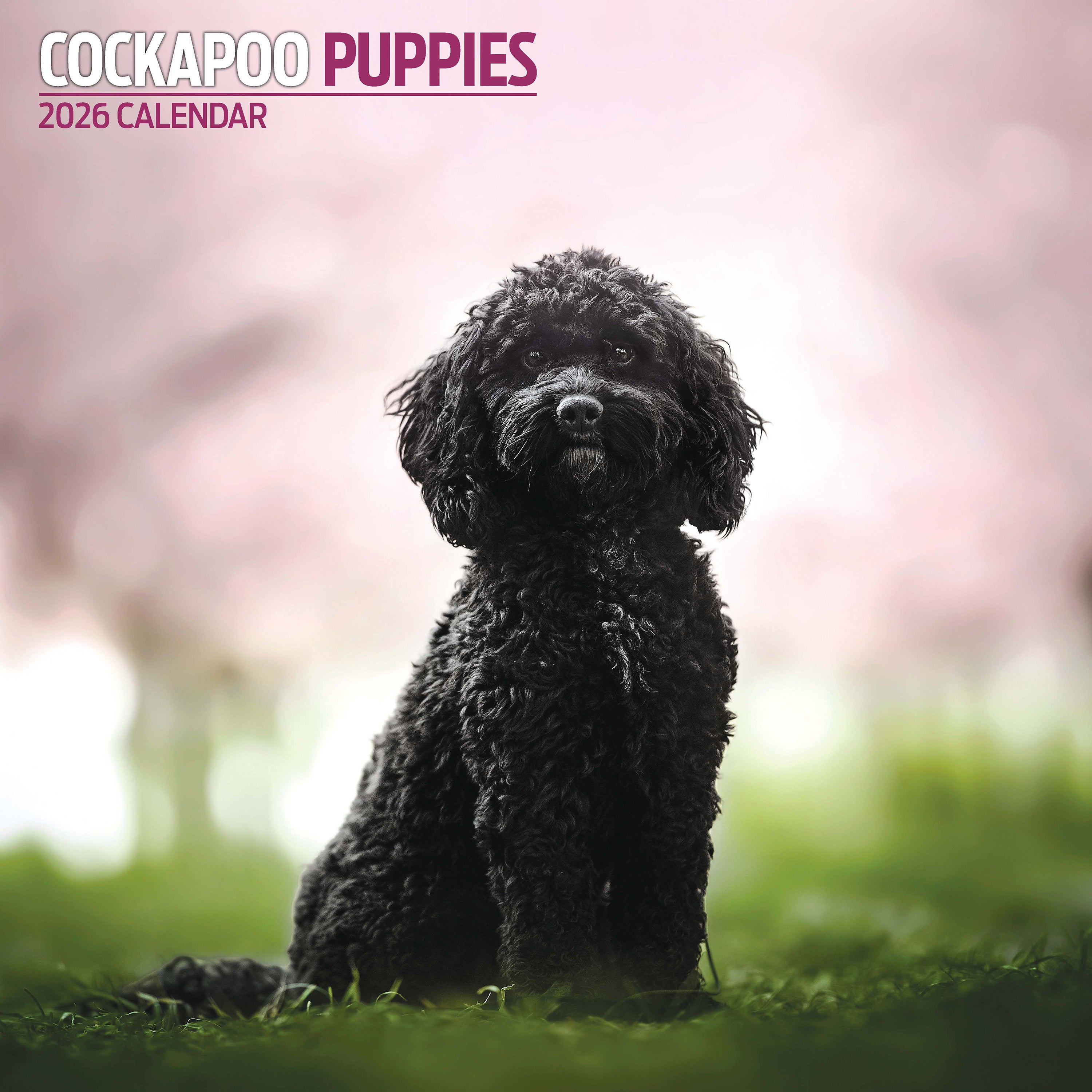 Buy Cockapoo Calendar 2025 | Order easily online - kalenderwinkel