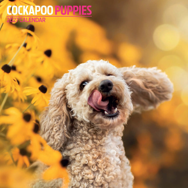 Magnet & Steel Cockapoo Puppies Kalender 2026