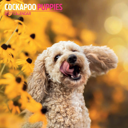 Magnet & Steel Cockapoo Puppies Kalender 2027