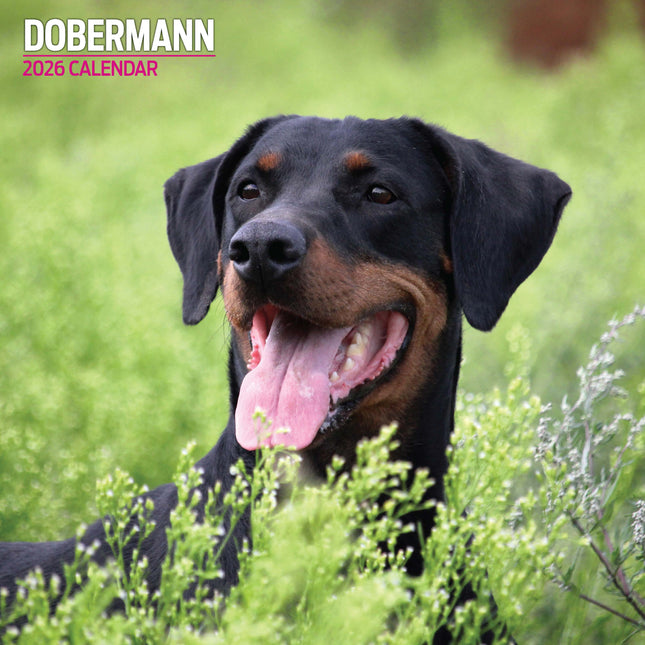Magnet & Steel Dobermann Kalender 2026