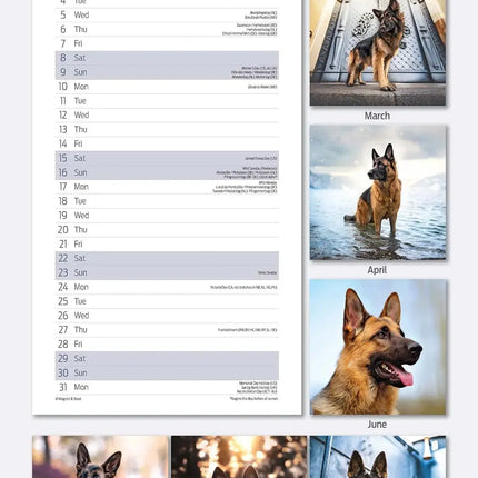 Magnet & Steel Duitse Herder Kalender 2027 Slimline
