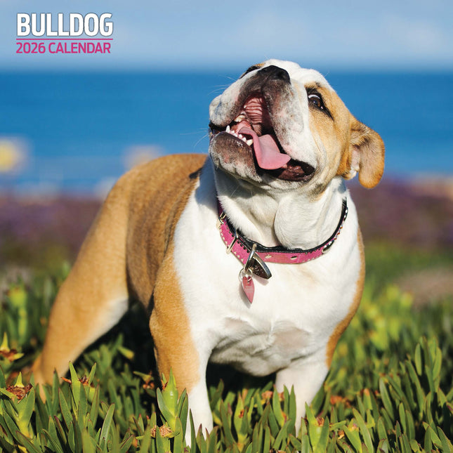 Magnet & Steel Engelse Bulldog Kalender 2026