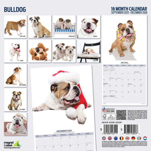 Magnet & Steel Engelse Bulldog Modern Kalender 2026
