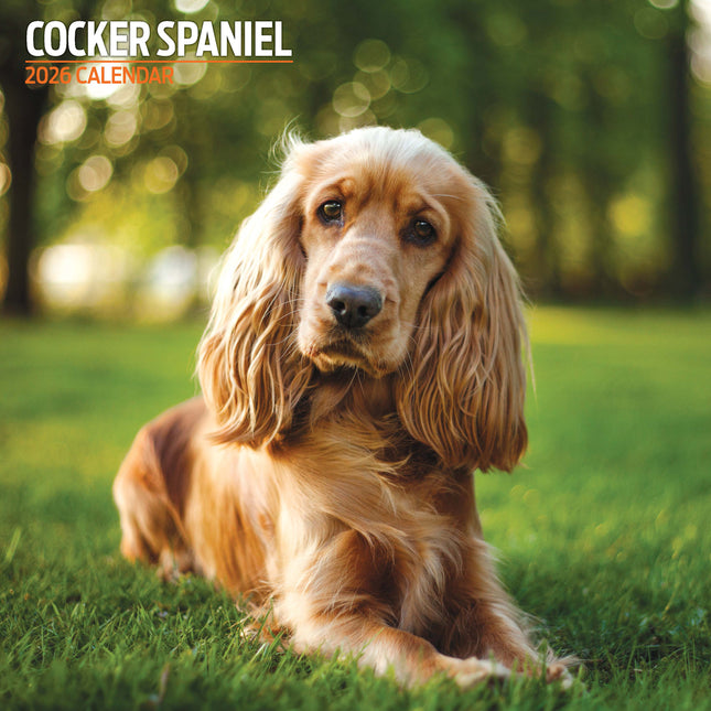 Magnet & Steel Engelse Cocker Spaniel Kalender 2026