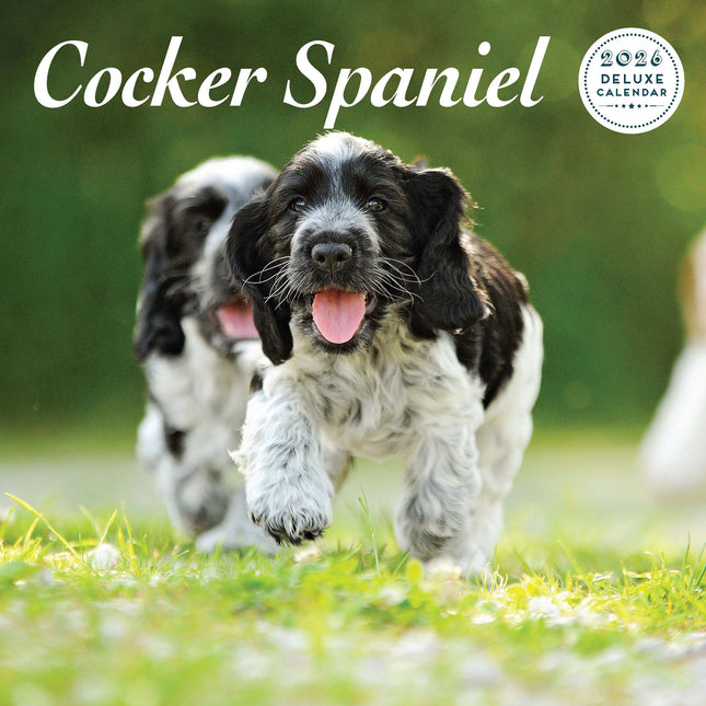 Magnet & Steel Engelse Cocker Spaniel Kalender 2026 Deluxe