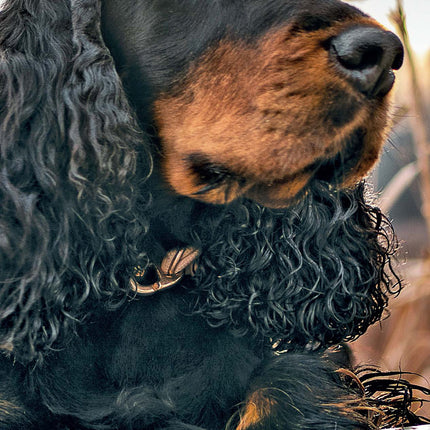 Magnet & Steel Engelse Cocker Spaniel Kalender 2026 Slimline