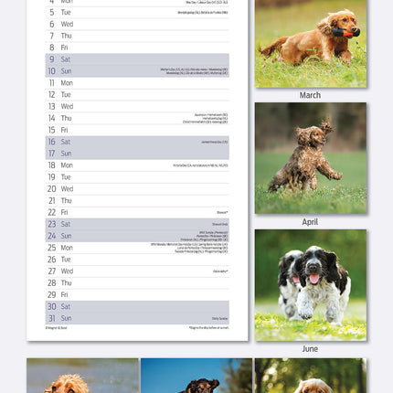 Magnet & Steel Engelse Cocker Spaniel Kalender 2026 Slimline