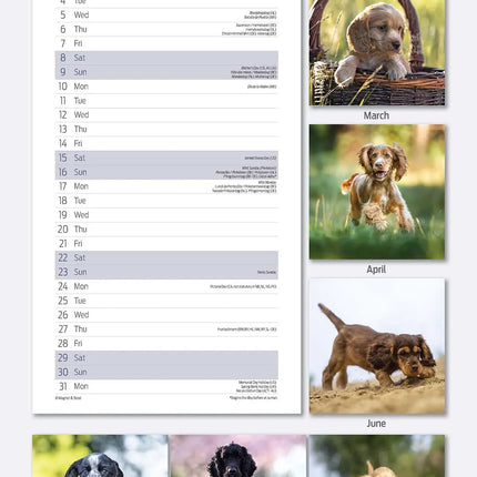 Magnet & Steel Engelse Cocker Spaniel Kalender 2026 Slimline