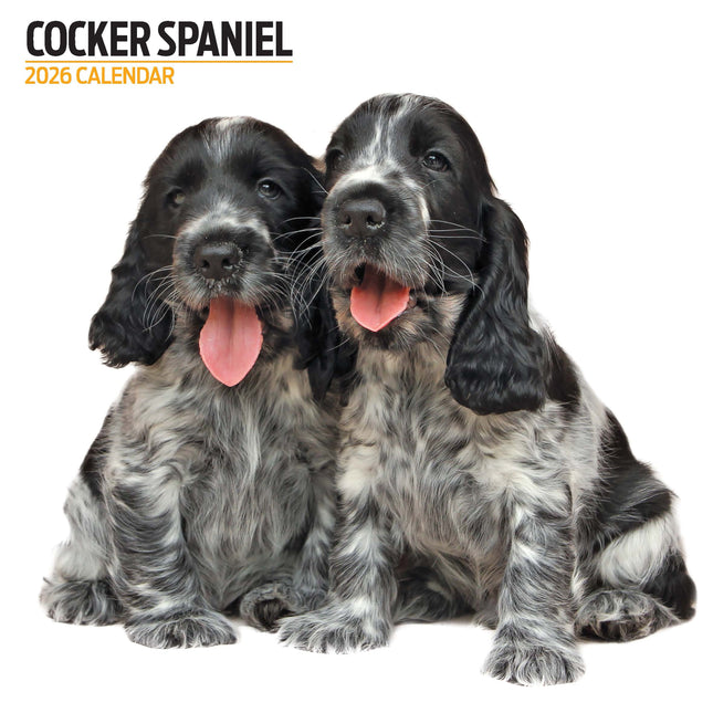 Magnet & Steel Engelse Cocker Spaniel Modern Kalender 2026