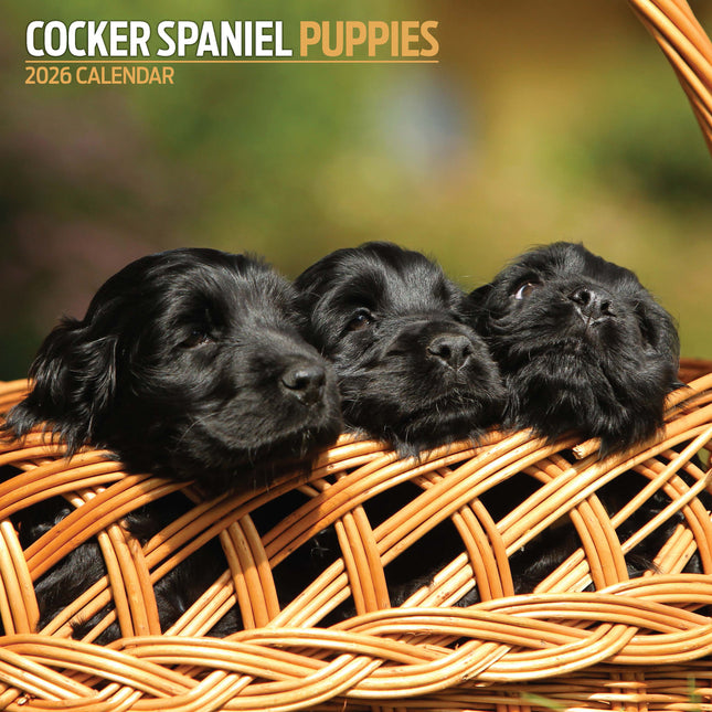 Magnet & Steel Engelse Cocker Spaniel Puppies Kalender 2026