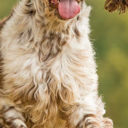 Magnet & Steel Engelse Springer Spaniel Kalender 2026 Slimline