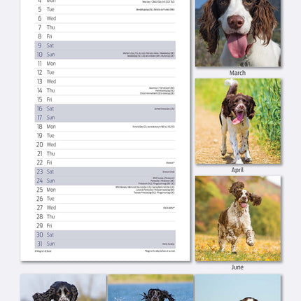 Magnet & Steel Engelse Springer Spaniel Kalender 2026 Slimline