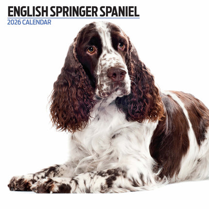 Magnet & Steel Engelse Springer Spaniel Modern Kalender 2027