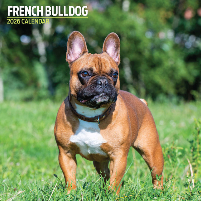 Magnet & Steel Franse Bulldog Kalender 2026