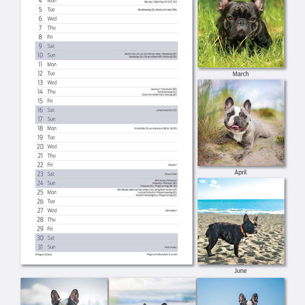 Magnet & Steel Franse Bulldog Kalender 2026 Slimline