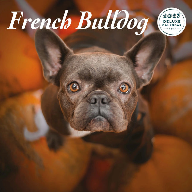 Magnet & Steel Franse Bulldog Kalender 2027 Deluxe