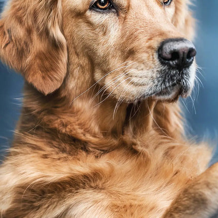 Magnet & Steel Golden Retriever Kalender 2026 Slimline